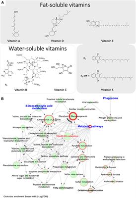 Calcium Homeostasis in the Epididymal Microenvironment: Is Extracellular Calcium a Cofactor for Matrix Gla Protein-Dependent Scavenging Regulated by Vitamins